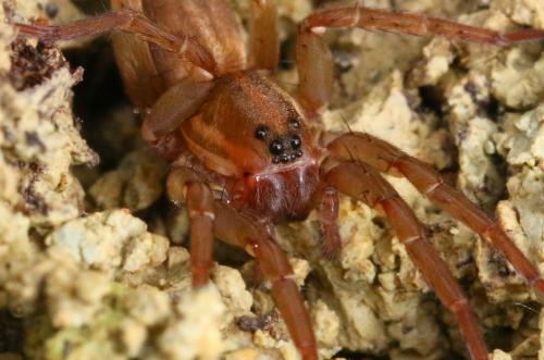 Trochosa robusta
