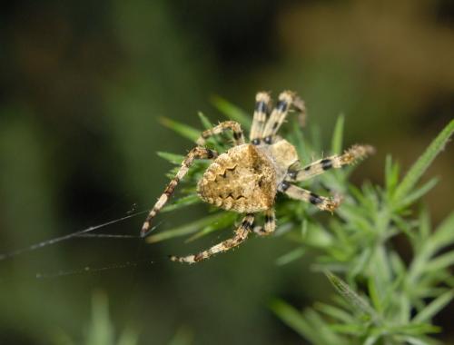 Réf. 143 962 : Araneus angulatus
