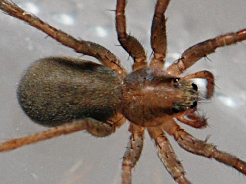 Trabea paradoxa