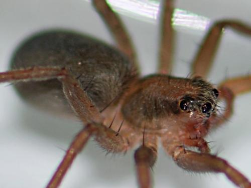 Réf. 143 226 : Trabea paradoxa