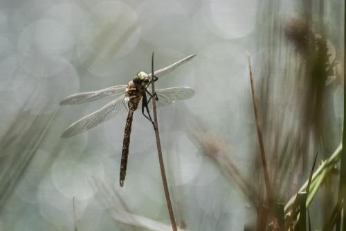 Réf. 143 890 : Aeshna juncea