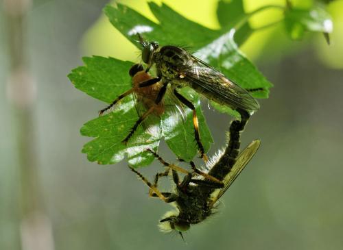 Réf. 143 801 : Neomochtherus geniculatus