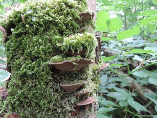 Baranowskiella ehnstromi
