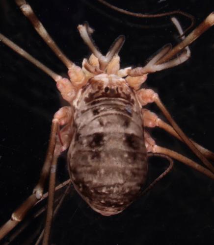 Réf. 143 150 : Dicranopalpus catariegensis