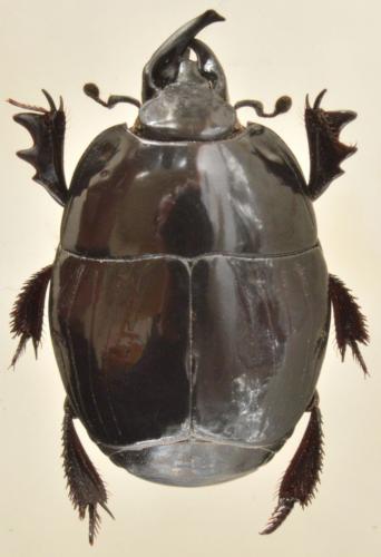 Réf. 143 630 : Pachylister inaequalis