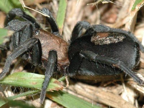 Theraphosinae