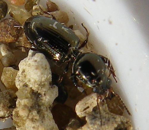 Réf. 143 068 : Dyschiriodes intermedius