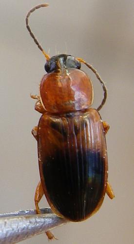 Réf. 143 792 : Stenolophus teutonus
