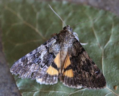 Catocala nymphagoga