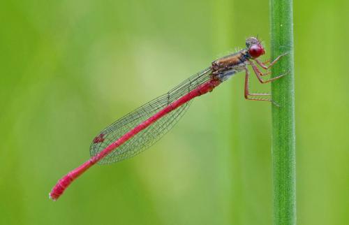 Réf. 143 343 : Ceriagrion tenellum