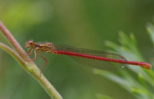Réf. 143 344 : Ceriagrion tenellum