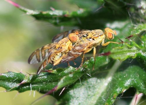 Réf. 143 491 : Chaetostomella cylindrica