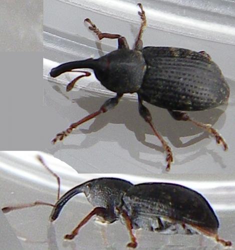 Réf. 143 473 : Notaris sp.