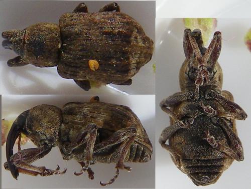 Réf. 143 640 : Grypus sp.