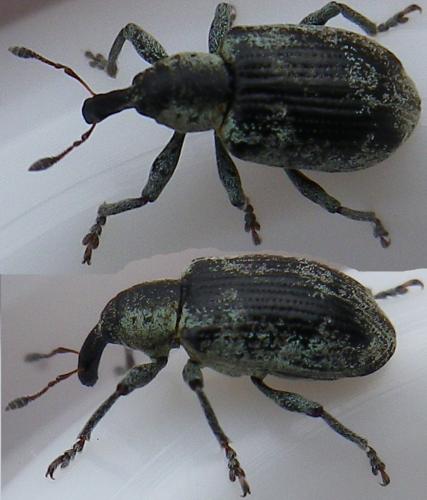Réf. 143 474 : Hypera rumicis
