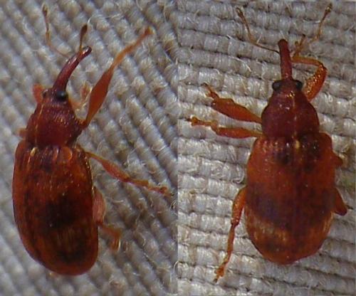 Anthonomus sp.