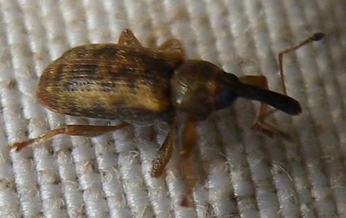 Réf. 143 192 : Dorytomus sp.
