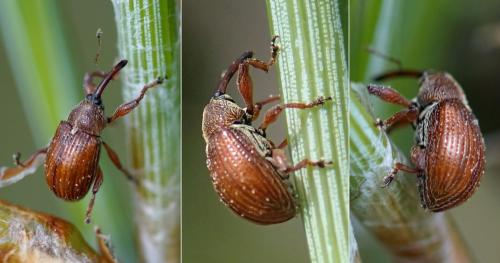 Réf. 143 709 : Anthonomus phyllocola