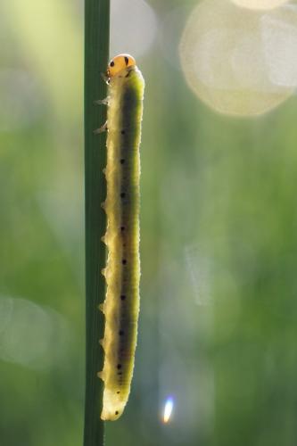 Réf. 143 377 : Dolerus sp.
