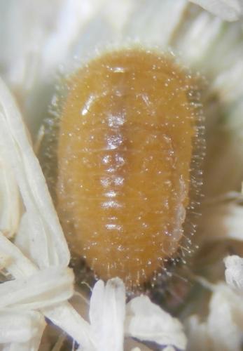 Rhyzobius litura