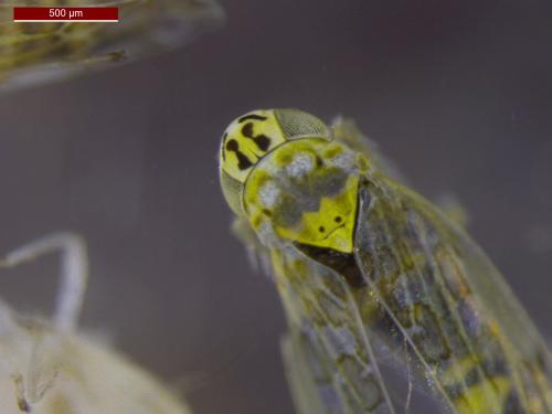 Réf. 143 992 : Eupteryx decemnotata