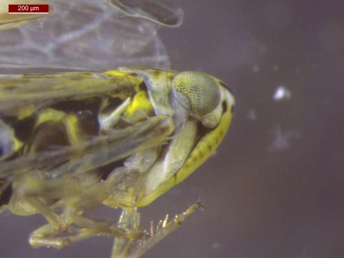 Réf. 143 993 : Eupteryx decemnotata