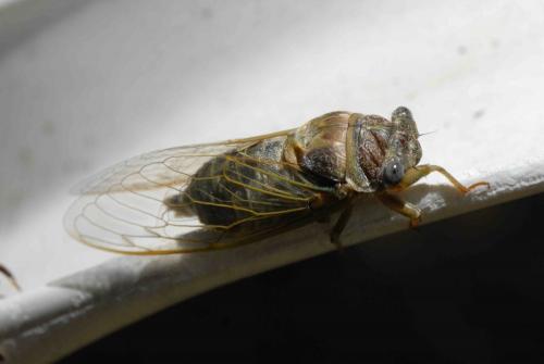 Lyristes plebejus
