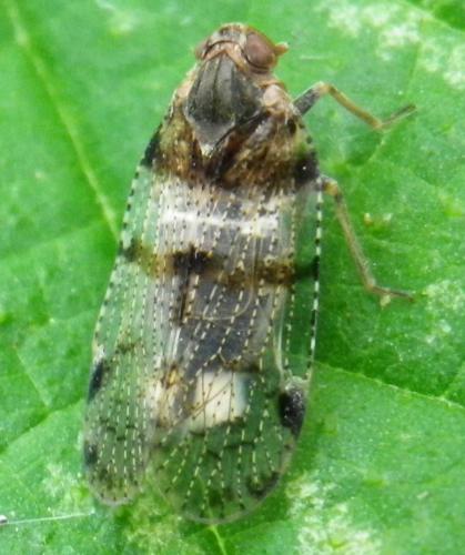 Cixius nervosus