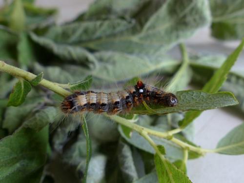 Réf. 143 622 : Clostera anachoreta