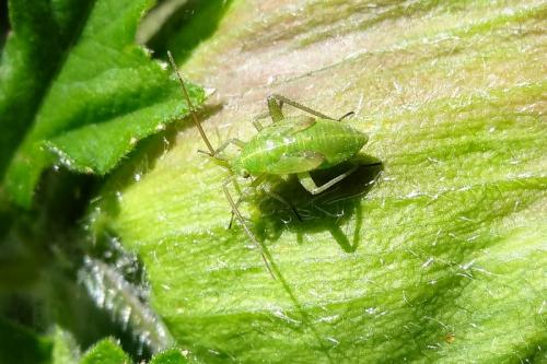 Closterotomus norwegicus