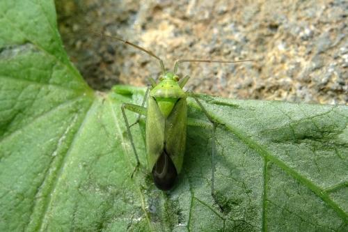 Closterotomus norwegicus