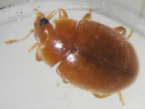 Rhyzobius litura