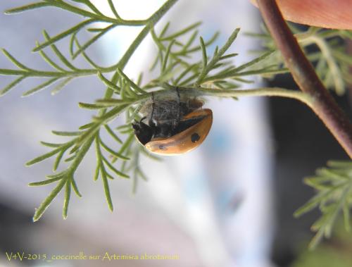 Dinocampus coccinellae