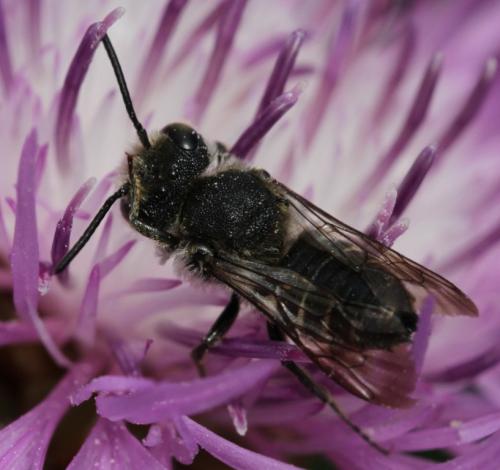 Coelioxys sp.
