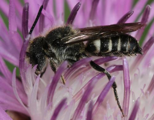 Réf. 143 951 : Coelioxys sp.