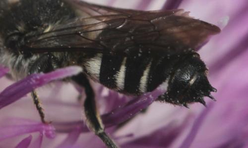Coelioxys sp.