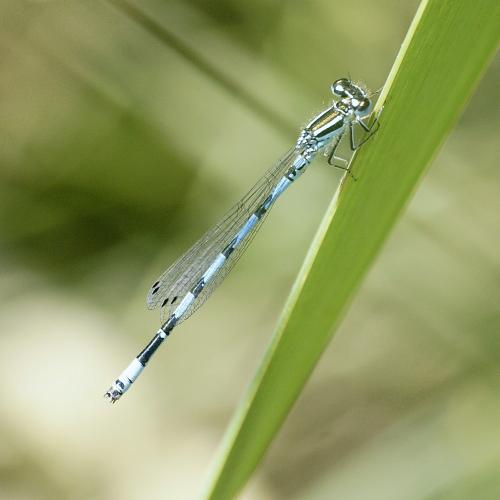 Coenagrion mercuriale