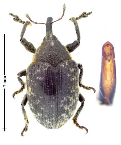 Larinus centaurii