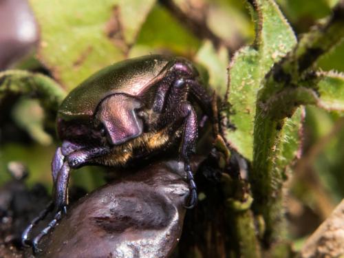 Réf. 143 002 : Potosia cuprea