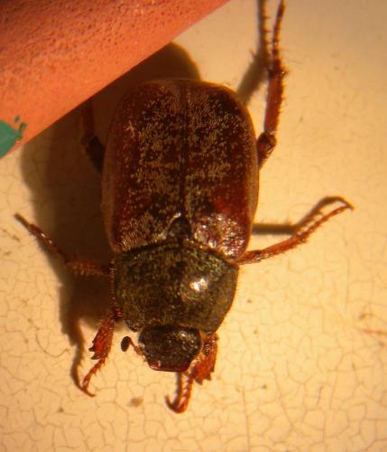 Hoplia philanthus