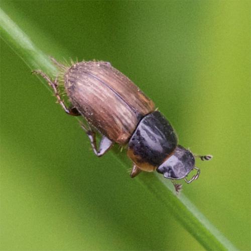 Réf. 143 814 : Melinopterus sp.