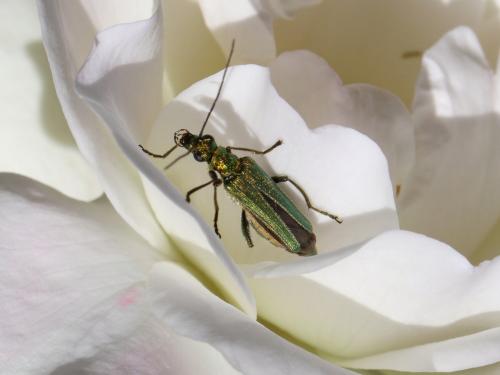 Réf. 143 206 : Oedemera nobilis