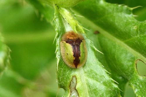 Réf. 143 301 : Cassida vibex
