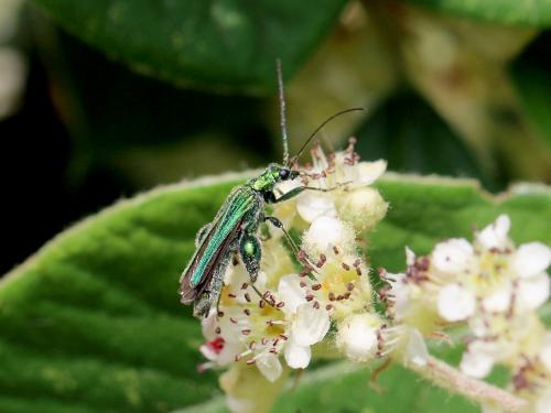 Oedemera nobilis