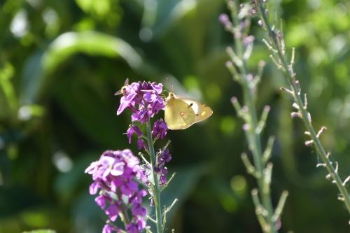 Colias croceus
