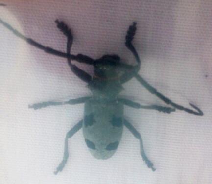 Morimus asper funereus