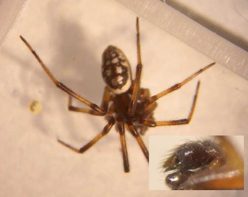 Réf. 143 877 : Steatoda albomaculata