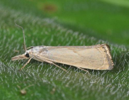 Réf. 143 767 : Xanthocrambus caducellus