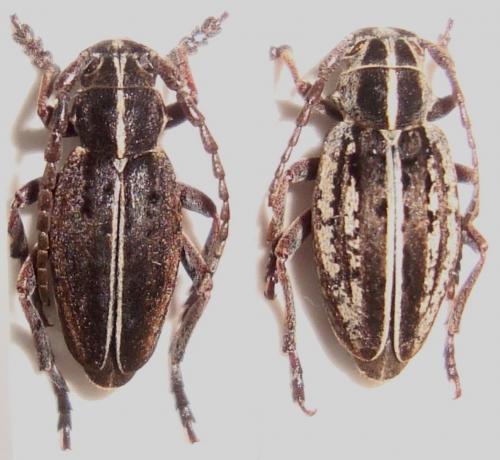 Réf. 143 075 : Dorcadion pusillum pusillum