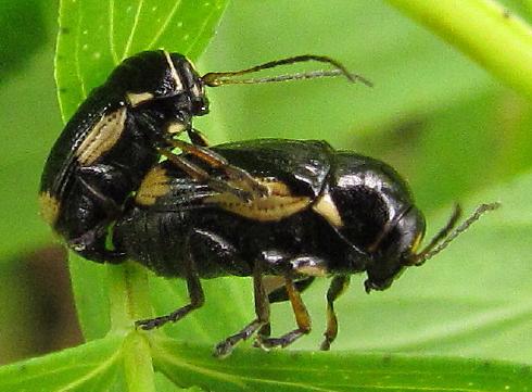 Réf. 143 013 : Cryptocephalus moraei